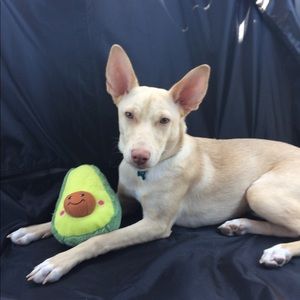 Meet your Posher, Christian